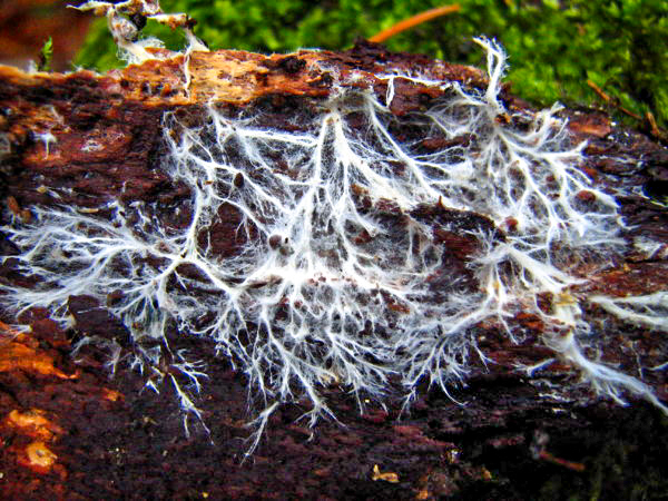 mycelium-1